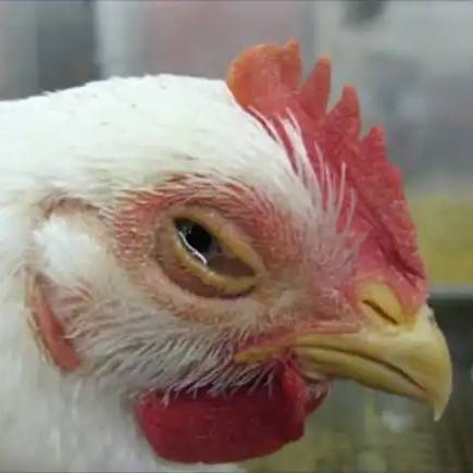 Laringotrakheitis